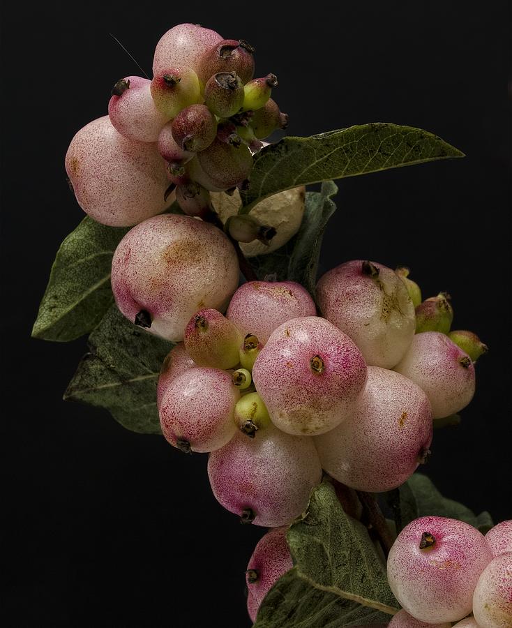 Pink Berries Photograph