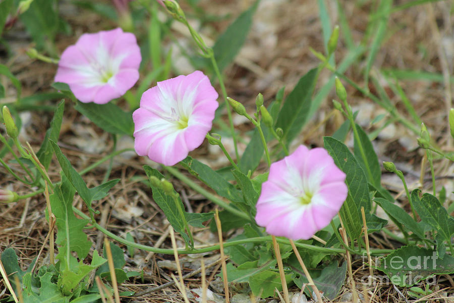 Pink Bindweed Photograph by Ann E Robson
