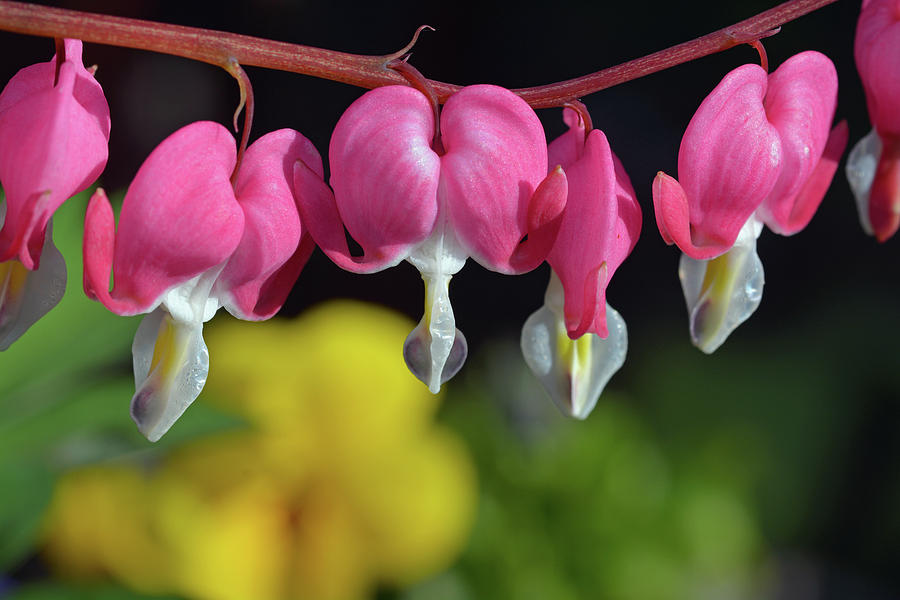 Flower Photograph - Pink bleeding heart flowers by Ingrid Perlstrom