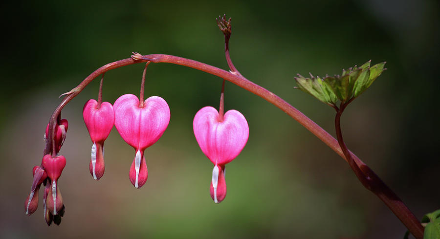 Pink Bleeding Hearts Photograph by Teresa Mucha