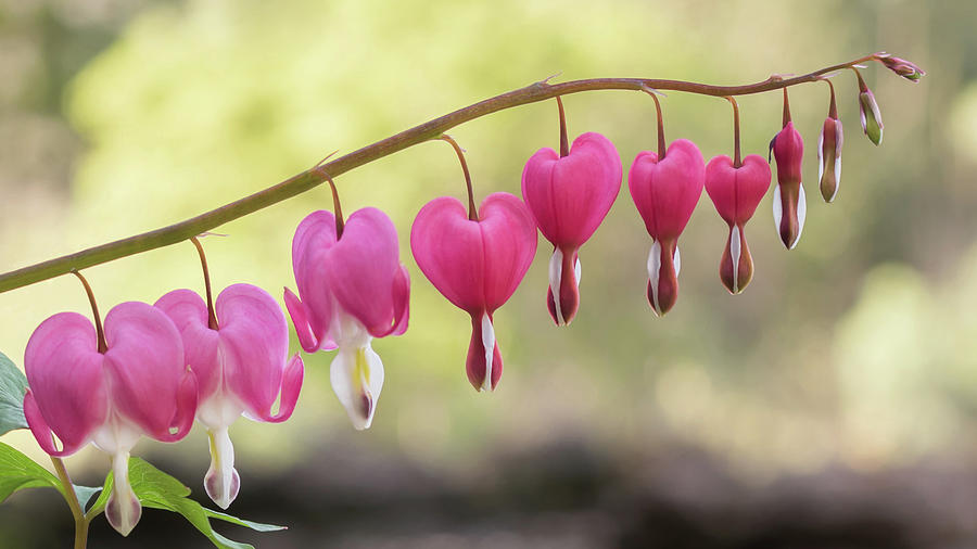 Pink Bleeding Hearts Vine Photograph by Terry DeLuco