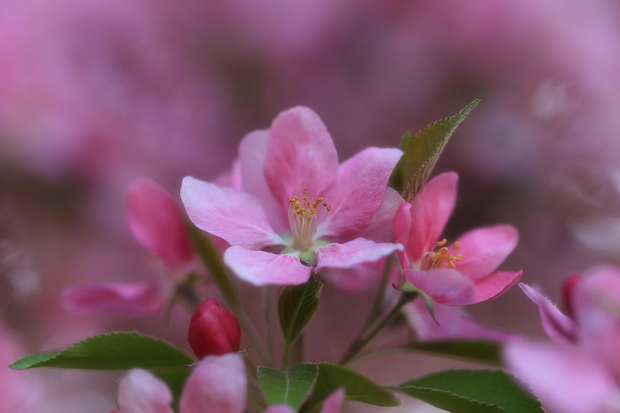 Pink Bling Photograph by Rachel Cohen
