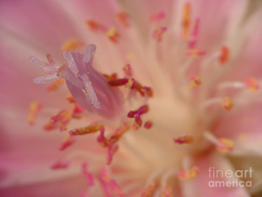 Pink Bliss Photograph by Katie LaSalle-Lowery