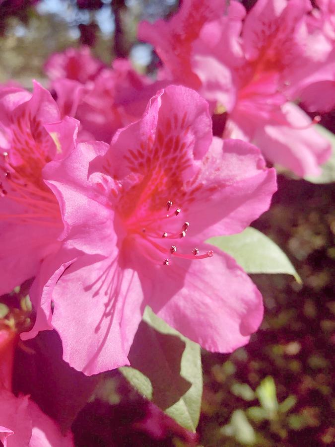 Pink bloom Photograph by Carmen Clark - Fine Art America