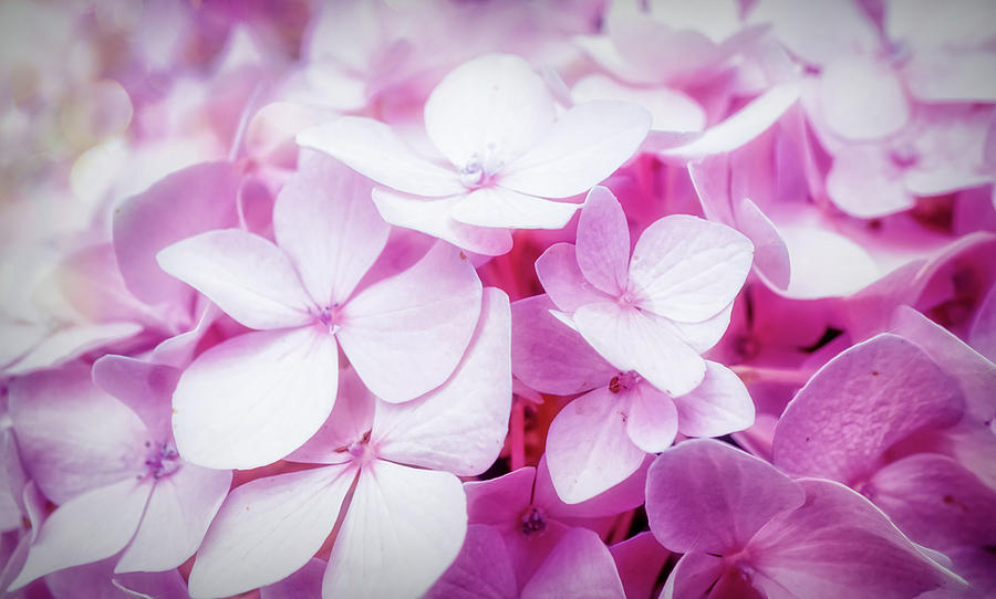 Pink bloom of Hydrangea  Photograph by Lilia S