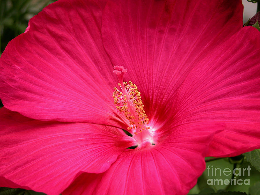 Hibiscus Photograph - Pink Bloomers by Paul Anderson Hibiscus Photograph - Pink Bloomers by Paul Anderson