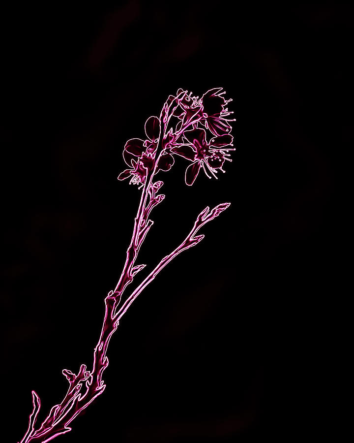 Abstract Digital Art - Pink Blooming Branch in Prayer by Brenda Landdeck