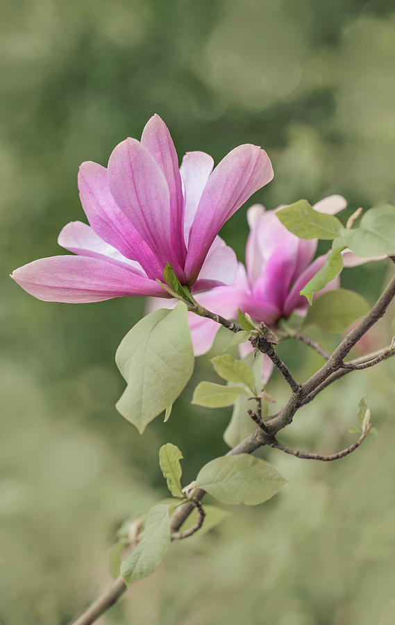 Pink blooming magnolia Photograph by Jaroslaw Blaminsky