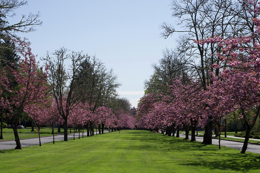 Pink Blooming Trees Photograph by Robert Braley