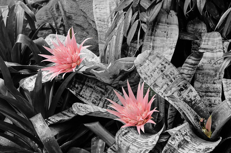 Pink Blooms Photograph by Susan McMenamin
