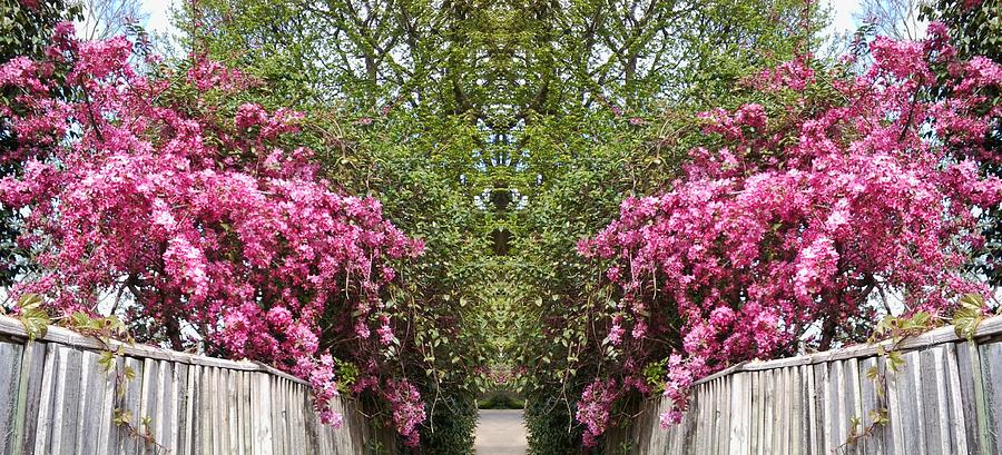 Pink Blossom 1046 Mirror Photograph by Julia Woodman