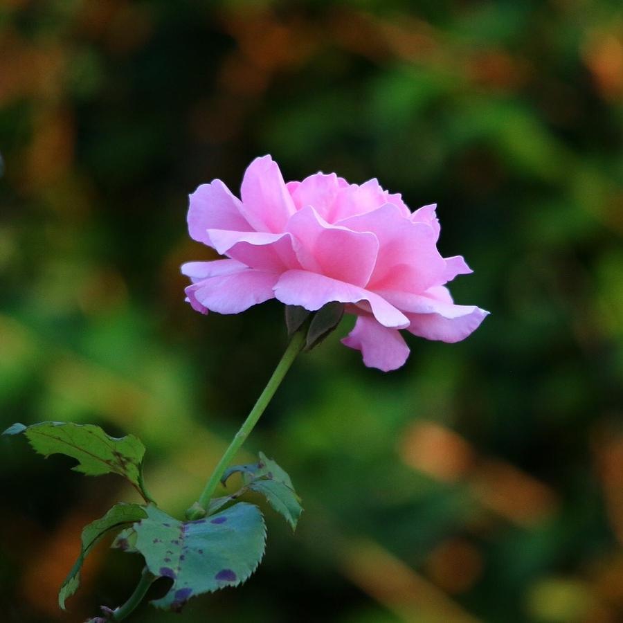 Pink Blossom Photograph By Amanda Martin - Fine Art America