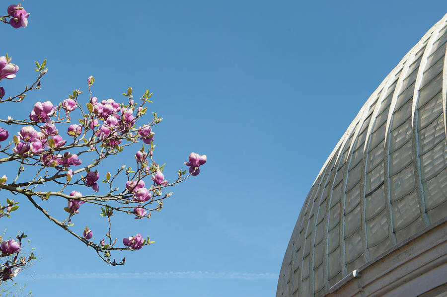Pink Blossom and Glasshouse Photograph by Helen Jackson