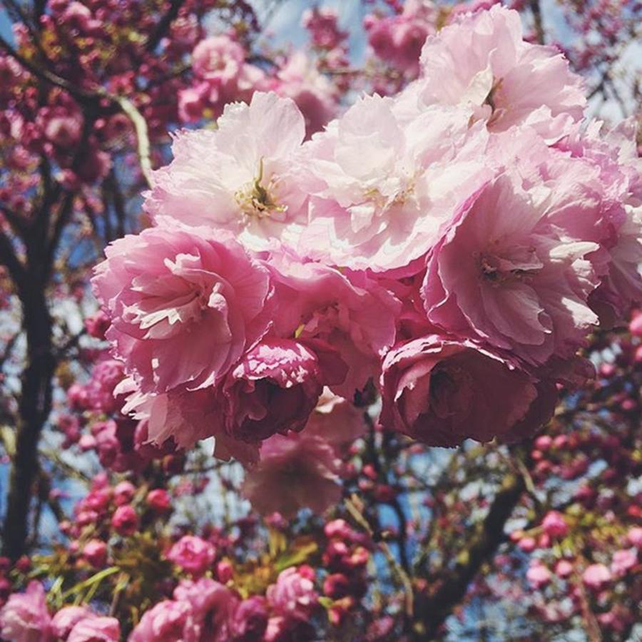 Nature Photograph - #pink #blossom #blossoms #blossomtree by Emma Gillett