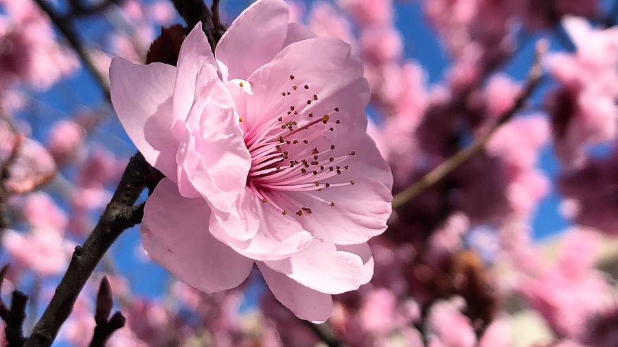 Pink Blossom Photograph by Steph Gabler