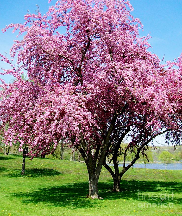 Landscape Photograph - Pink Blossom Tree by Marsha Heiken