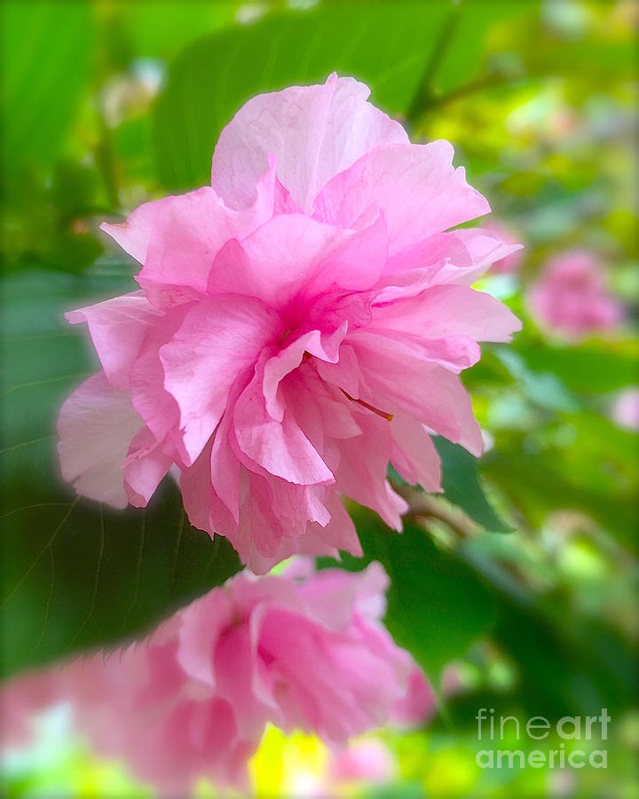 Pink blossom  Photograph by Wonju Hulse