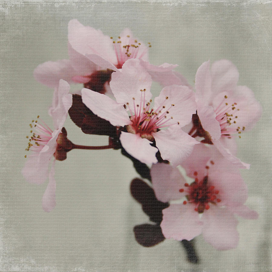 Pink Blossoms 1- Art by Linda Woods Mixed Media by Linda Woods