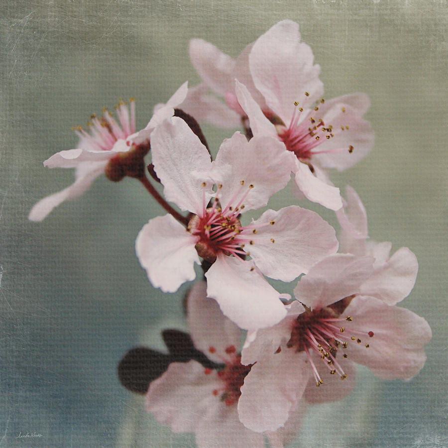 Pink Blossoms 2- Art by Linda Woods Mixed Media by Linda Woods