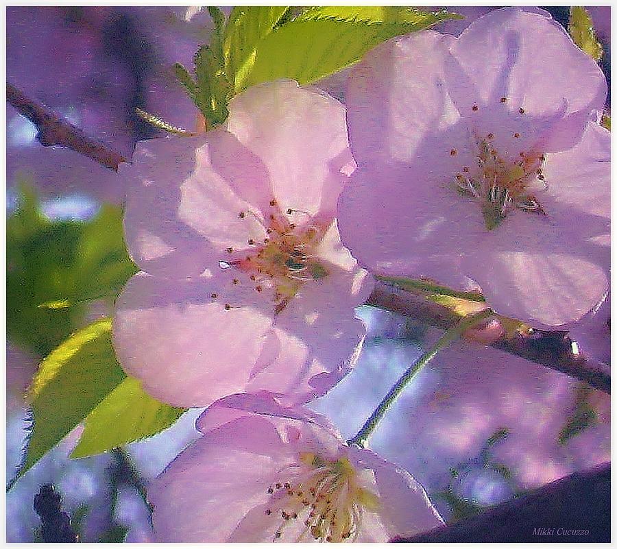 Pink Blossoms 2 Photograph by Mikki Cucuzzo