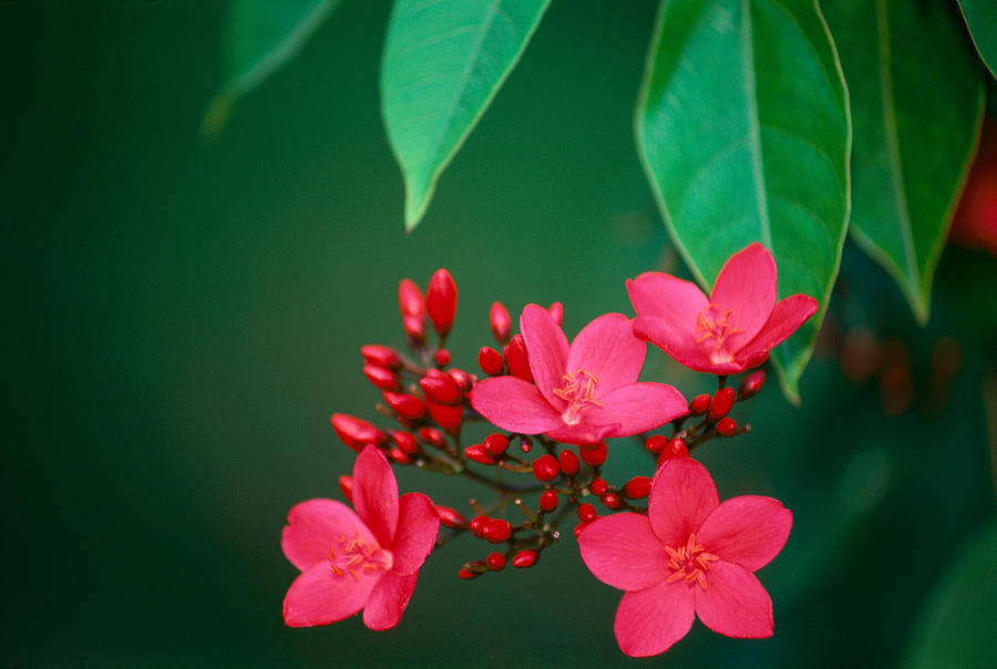 Tree Photograph - Pink Blossoms by Allan Seiden - Printscapes