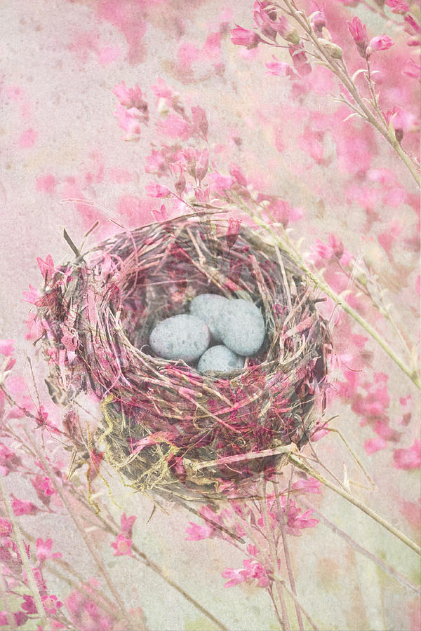 Vintage Photograph - Pink Blossoms And Bird Nest With Eggs by Suzanne Powers