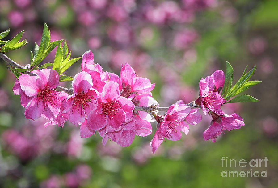 Pink Blossoms and Bokeh Background Photograph by Mimi Ditchie