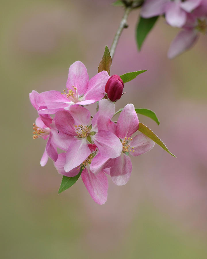 Pink Blossoms Photograph by Ann Bridges