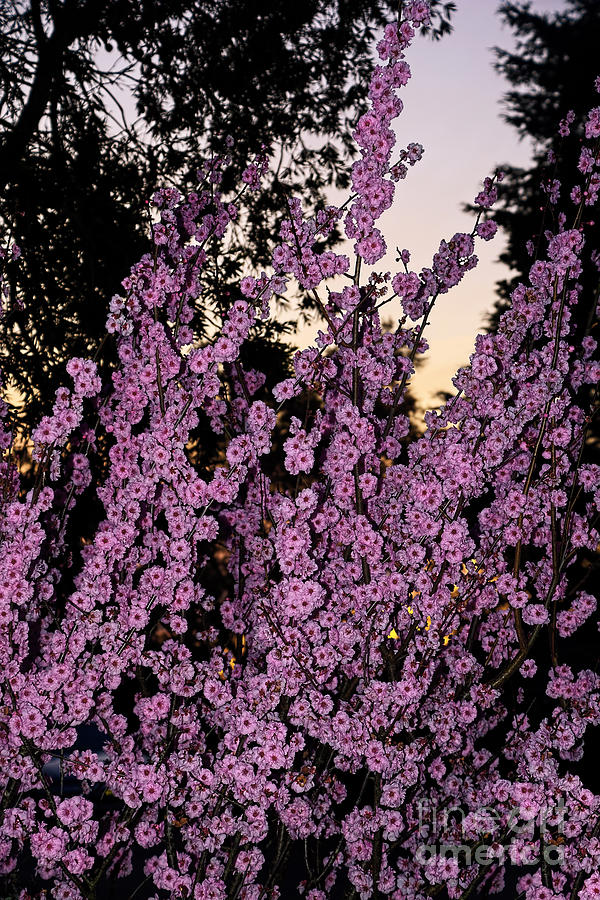 Spring Photograph - Pink Blossoms at Sunset by Kaye Menner by Kaye Menner