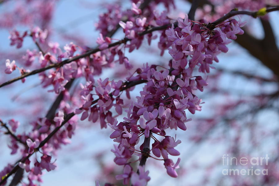Pink Blossoms Photograph by Barrie Stark