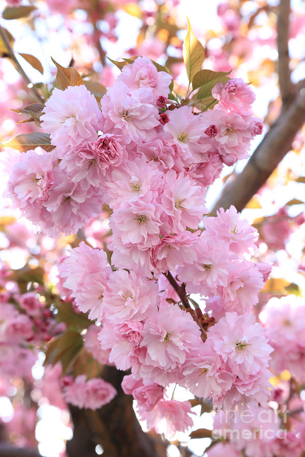 Pink Blossoms Beauty Photograph by Carol Groenen