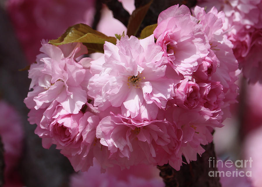 Pink Blossoms Closeup Photograph by Carol Groenen