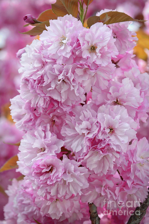 Pink Blossoms Cluster Photograph by Carol Groenen