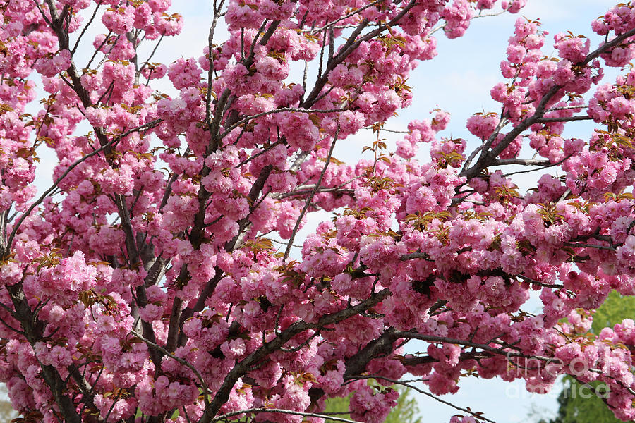 Pink Blossoms Galore Photograph by Carol Groenen