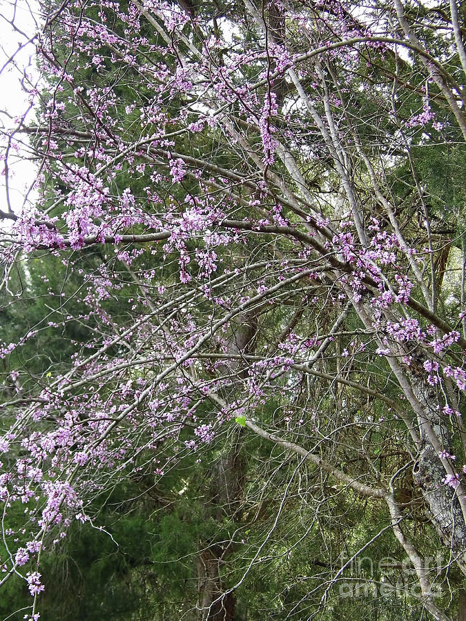 Pink Blossoms In The Redbud Trees Photograph by D Hackett