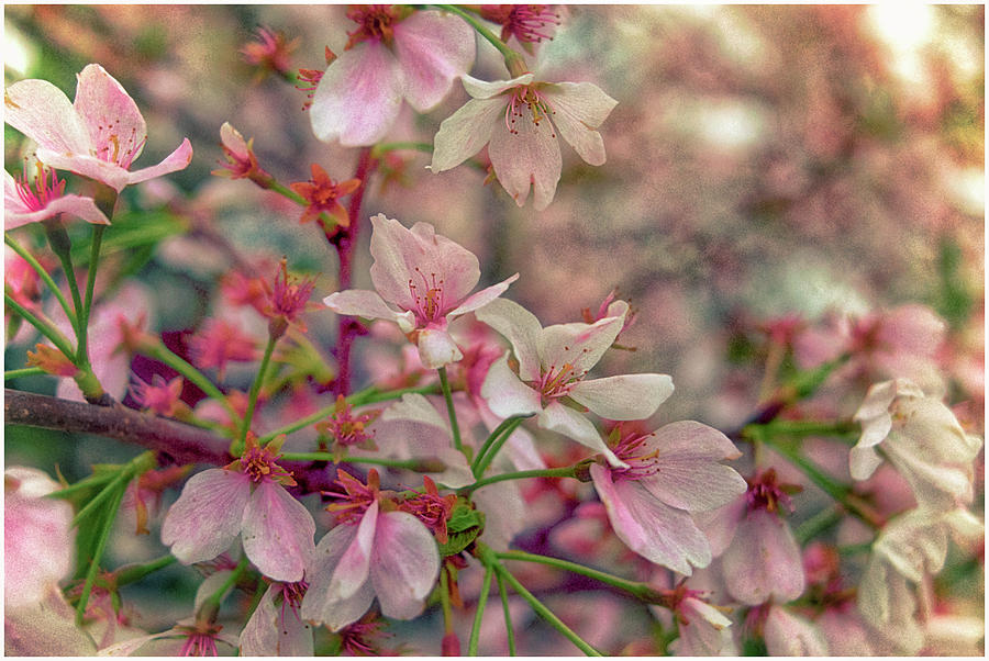 Flower Photograph - Pink Blossoms by Kimber Lee