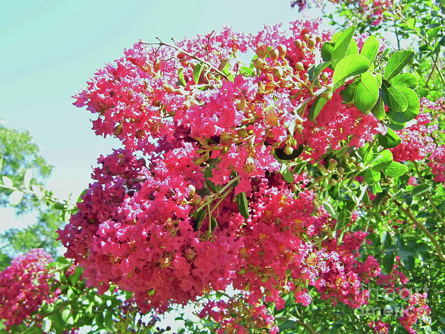 Pink Blossoms On The Crepe Myrtle Photograph by D Hackett