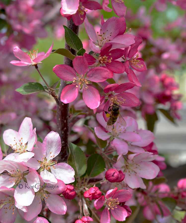Pink Blossoms with Bee Photograph by Kae Cheatham