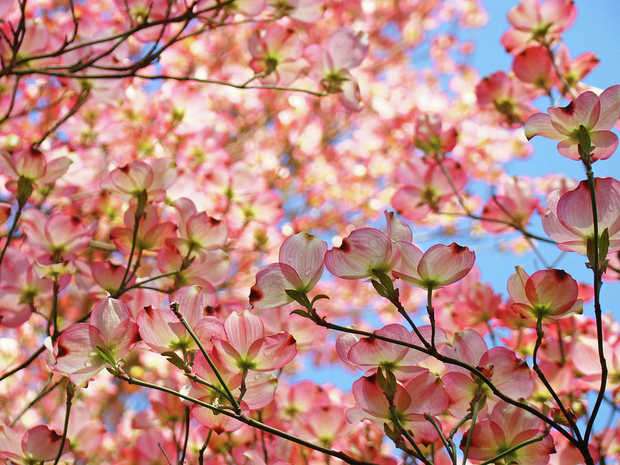 Flower Photograph - Pink Blue Floral Landscape Dogwood Trees Baslee Troutman by Patti Baslee