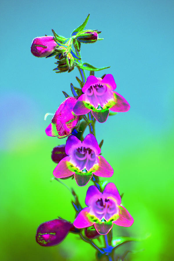 Pink Blue Green Yellow  Photograph by Richard Henne