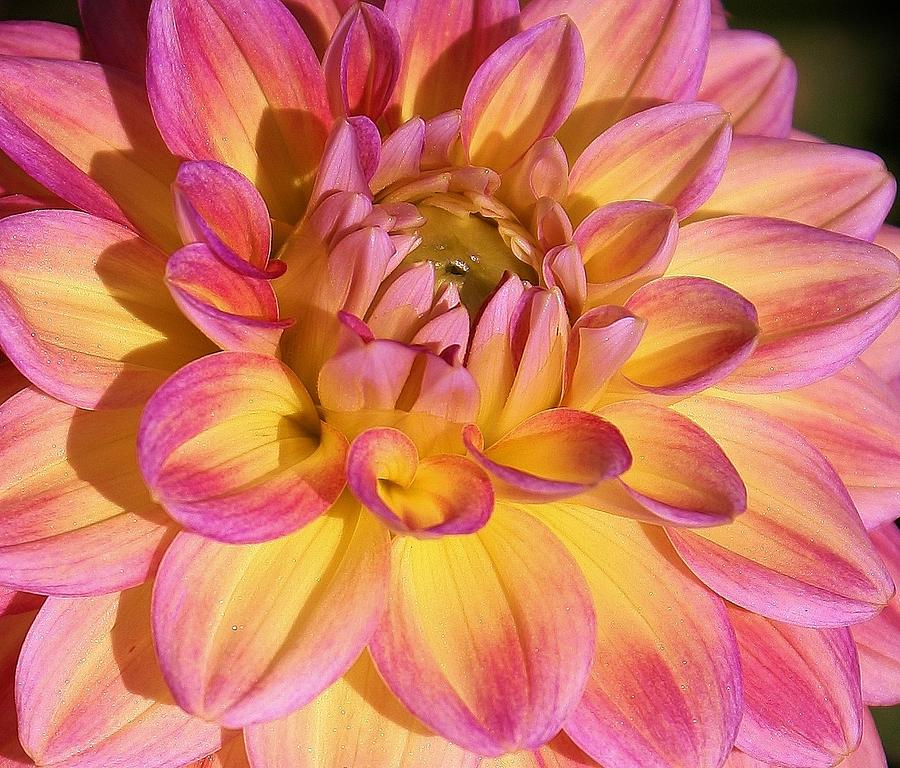 Nature Photograph - Pink Blush Dahlia by Bruce Bley
