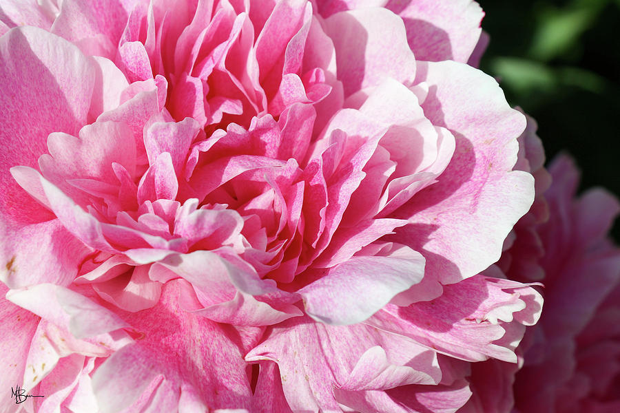 Pink Blush Peony Photograph by Mary Anne Delgado