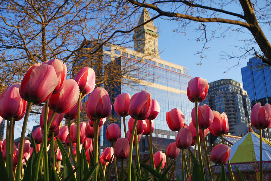 Pink Boston Tulips Photograph by Toby McGuire
