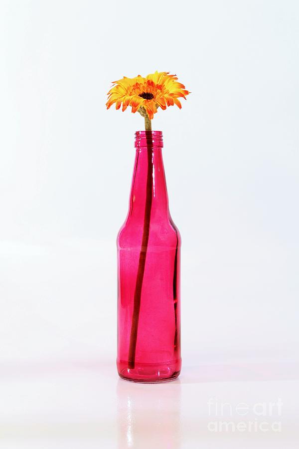 Pink Bottle Photograph by Jimmy Ostgard