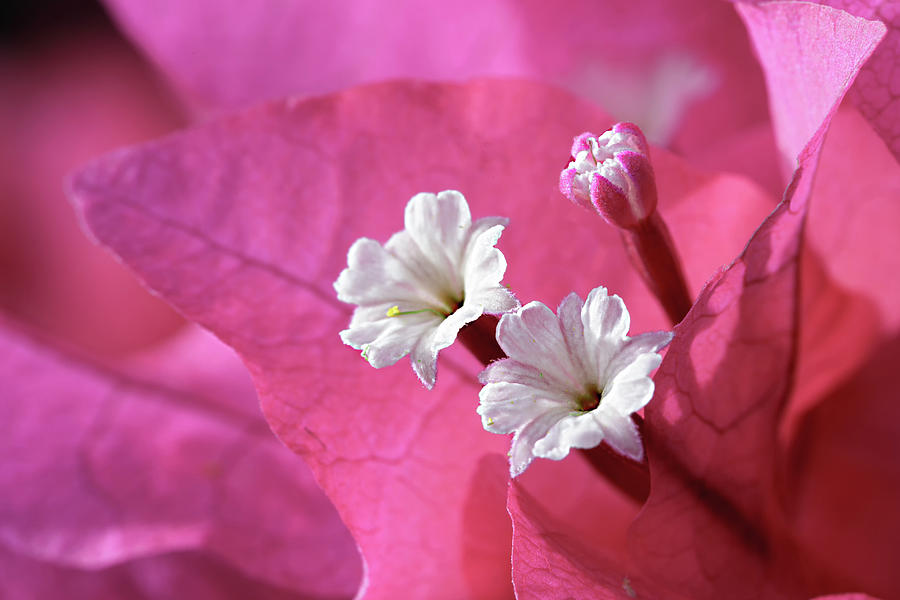 Pink Bougainvillea 2 Photograph by Leigh Anne Meeks