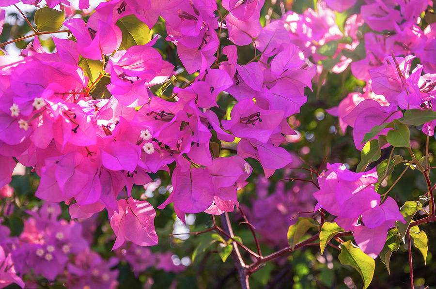 Pink Bougainvillea Photograph by Daniela Constantinescu | Pixels