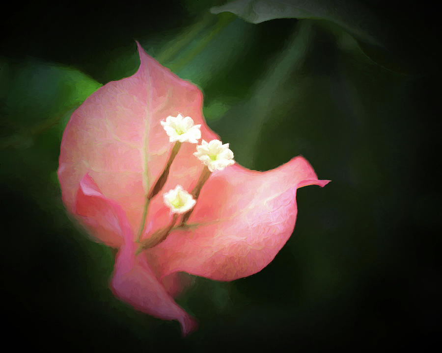 Flower Digital Art - Pink Bougainvillea by Ernest Echols