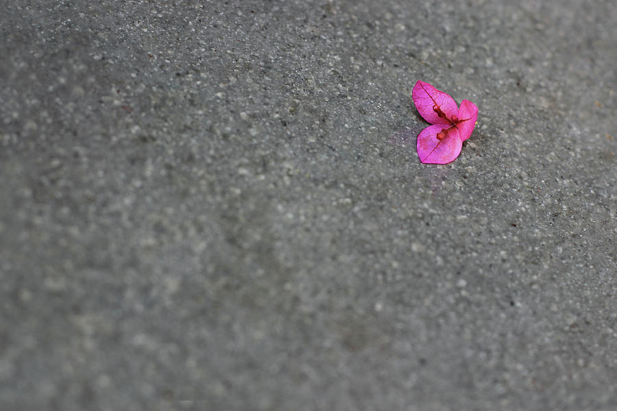Pink Bougainvillea Flower Photograph by Prakash Ghai