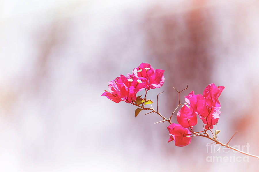 Pink bougainvillea flowers in sunlight Photograph by Jane Rix