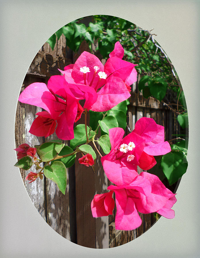 Pink Bougainvillea Photograph by Ginny Schmidt